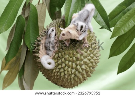 An albino sugar glider mother is eating a ripe durian fruit on a tree with her two babies. This mammal has the scientific name Petaurus breviceps.
