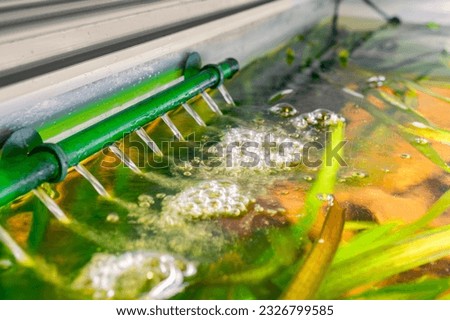 aquarium filter output of a tropical freshwater aquarium with blurred background