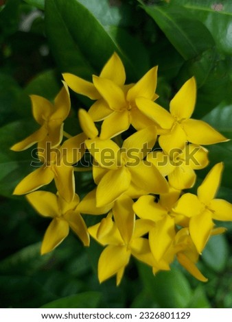 yellow needle flower , west indian jasmine