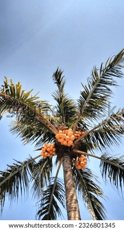 Abcoconut tree that bears a lot of fruit, taken from below