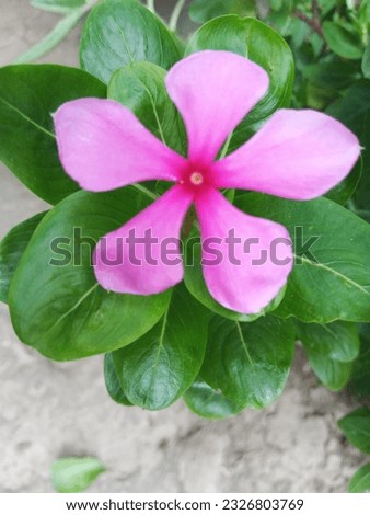 Joba Ful Images Shutter Stock Photos  Vectors Free Download with Trial | Shutterstock.Red Colour Hibiscus Flower.