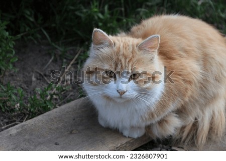beautiful red cat in the yard