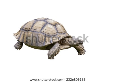 Big Sulcata Tortoise or turtle walking isolated on white background included clipping path.