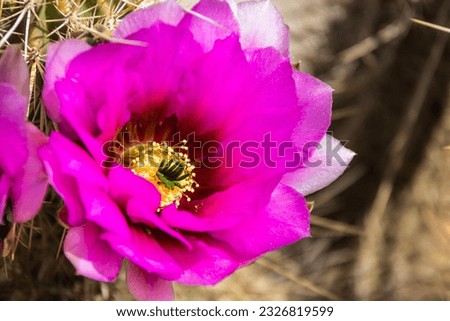 The purple blooms of the hedgehog cactus (Echinocereus triglochidiatus), or Claretcup cactus of Arizona in full sunlight. Royalty-Free Stock Photo #2326819599