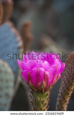 The purple blooms of the hedgehog cactus (Echinocereus triglochidiatus), or Claretcup cactus of Arizona in full sunlight. Royalty-Free Stock Photo #2326819609