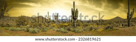 The landscape of the Sonoran Desert in the evening.  This image has an exceptional amount of lush green vegetation and colorful skies as well as several saguaro cacti and palo verde trees. Royalty-Free Stock Photo #2326819621