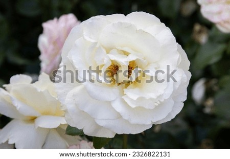 Beautiful roses in the garden, Roses are beautiful with a beautiful sunny day with natural background., close-up, selective focus.