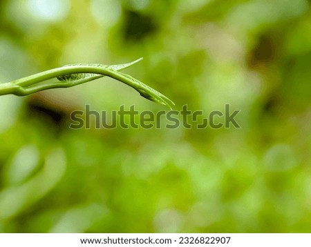 beautiful nature background for quote text. bokeh and blur background