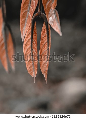 nature background suitable for quote text. leaf plant, blur and dark background. 