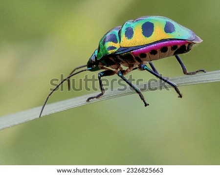 Juwell bug picture.macro of Indian juwell bug