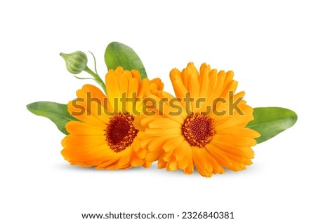 Calendula officinalis flower isolated on white background. Marigold medicinal plant, healing herb. Two calendula flowers with green leaves.