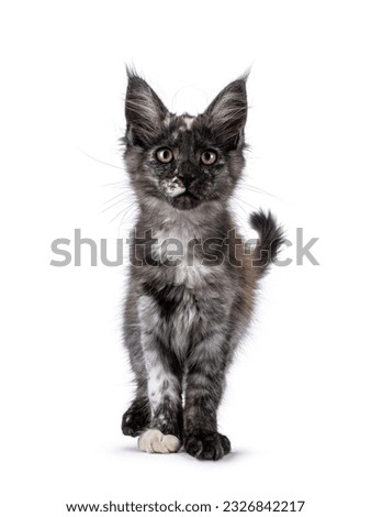 Cute black smoke tortie Maine Coon cat kitten, walking proud towards lens. Looking towards camera. isolated on a white background.