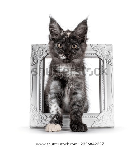 Cute black smoke tortie Maine Coon cat kitten, sitting in empty picture frame. Looking straight to camera. isolated on a white background.
