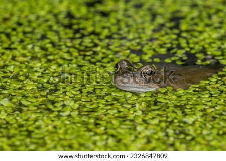 Frog close up in a pond