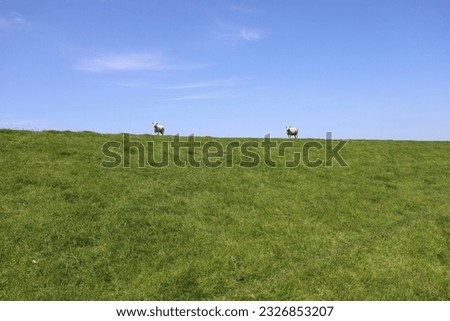 During the summer months, it is not uncommon to find sheep grazing contently along the grassy slopes of a Dutch dike. These charming creatures, with their fluffy coats and gentle demeanor.