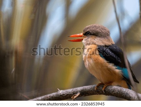  Encounter the mesmerizing Brown Hooded Kingfisher, a colorful avian delight originating from the woodl