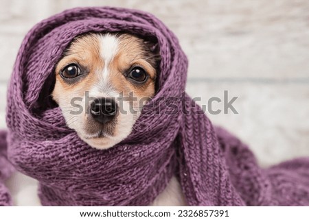 A small puppy wrapped in a knitted scarf. A small child of a dog warms up and hides in a scarf. Generative AI