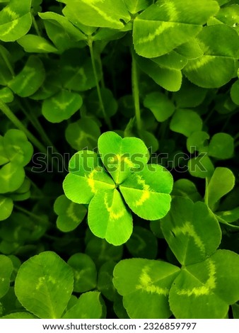 A four-leaf clover among the clover that might give you good luck