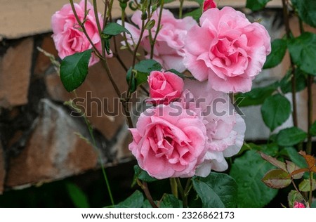 Small and large rose flowers bloom on the bush.