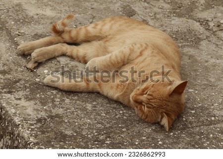 Yellow sleeping cat on concrete