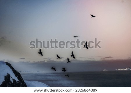 Flock of crows flying in the sky over Greenland