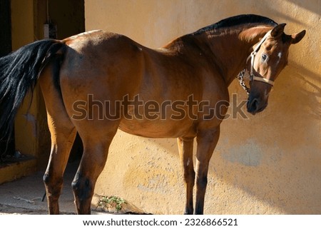 A brown horse covered in sweat with glistening coat in the sun, waiting to be bathed after having been running all day.