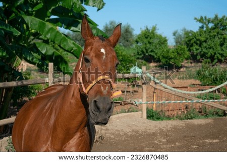 A brown horse running with reins in a sunlit stable with sandy ground. Sunny day with a horse running.