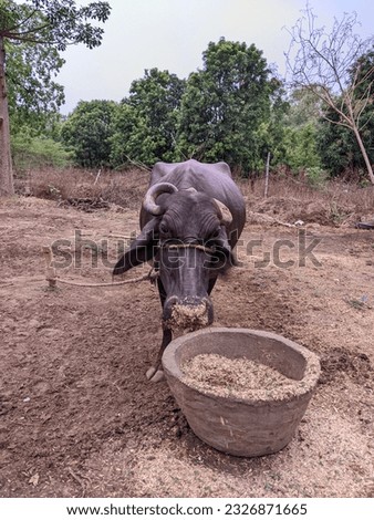 Beautiful Buffalo Pictures Eating hey  in Village  India Domestic Dairy Animals