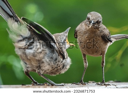Northern Mockingbirds at feeding time                               