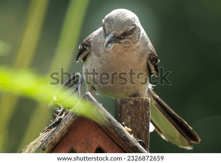 A Northern Mockingbird on a wooden bird feeder                               