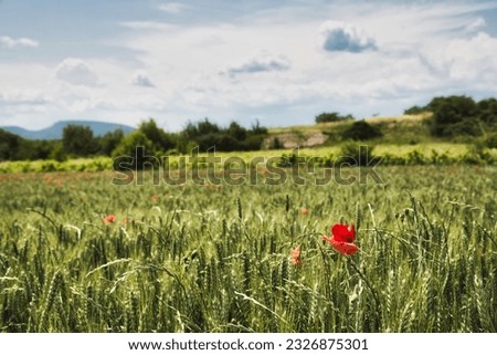 a poppy flower in a field in france