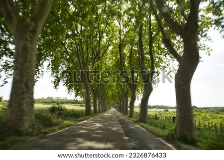 a drive by car through a green avenue in provence (france)