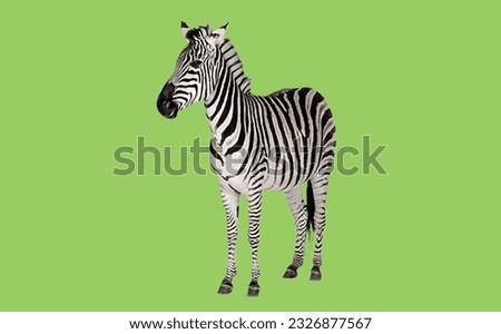 image showing a zebra in green screen to use in photomontages