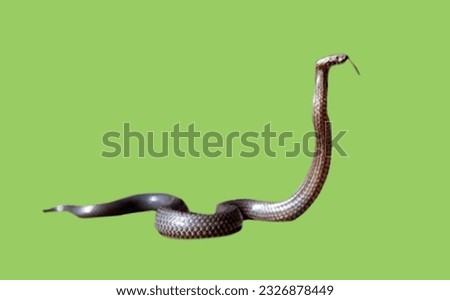 image showing snake in green screen to use in photomontages