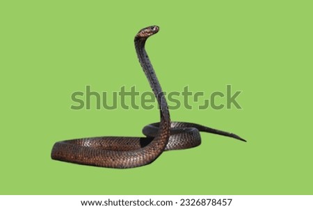 image showing snake in green screen to use in photomontages