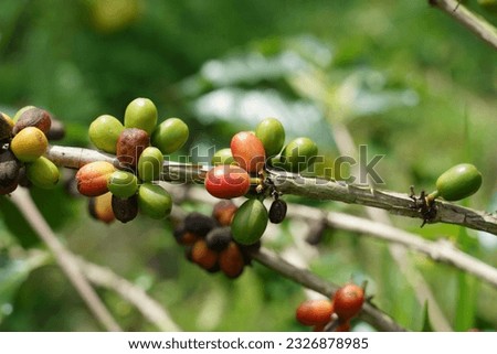 Coffee is one of the commodities in the world which is cultivated in more than 50 countries.  Two species of coffee trees that are generally known are Robusta Coffee and Arabica Coffee.