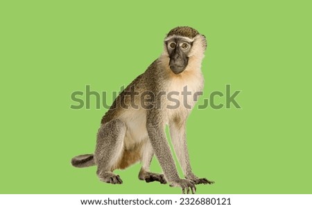 image showing monkey in green screen to use in photomontages