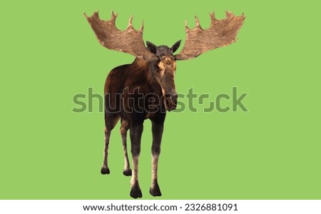 image showing  a deer in green screen to use in photomontages