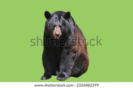 image showing a bear in green screen to use in photomontages
