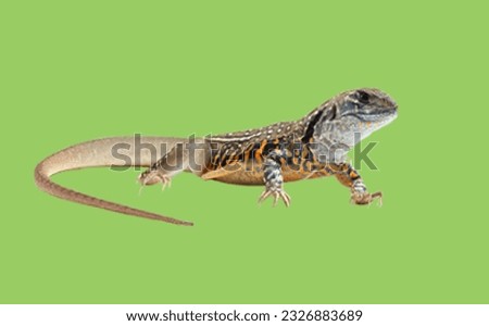 image showing a lizard in green screen to use in photomontages