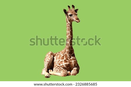image showing a giraffe in green screen to use in photomontages