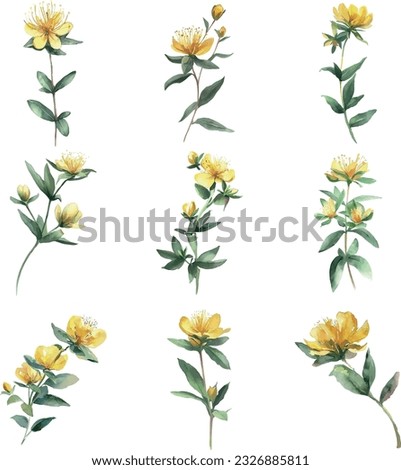 Hypericum.Watercolor set of St. John's wort flowers isolated on white background Royalty-Free Stock Photo #2326885811