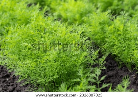 Fresh dill Anethum graveolens growing on the vegetable bed. Annual herb, family Apiaceae. Growing fresh herbs. Green plants in the garden, ecological agriculture for producing healthy food concept Royalty-Free Stock Photo #2326887025