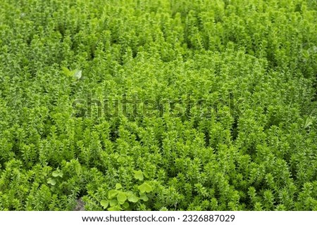 Close-up texture background of cute small green succulent plants stonecrop 'sedum spanish'.