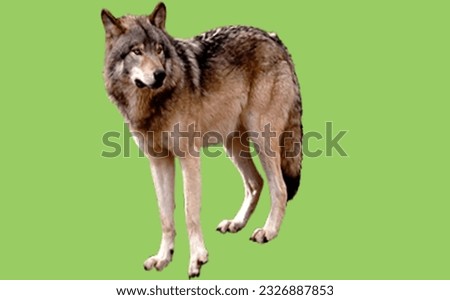 image showing a wolf in green screen to use in photomontages