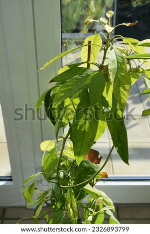 avocado tree with brown and green leaves
