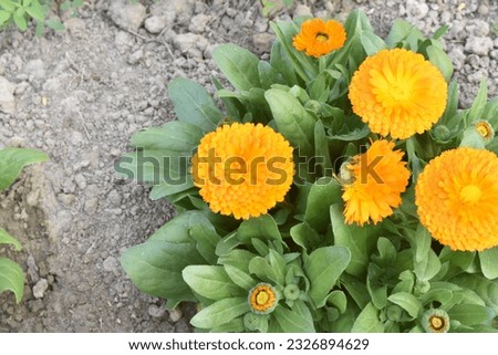 Yellow calendula flower in the garden