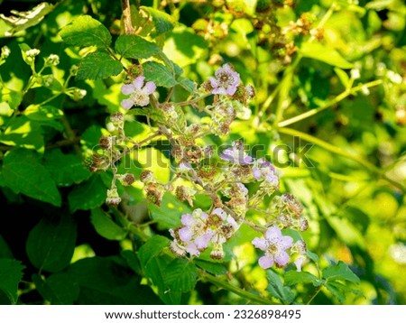 selective focus of pink blackberry flowers and unripe blackberries ( Bramble - Rubus ulmifolius) with blurred background Royalty-Free Stock Photo #2326898495