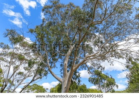 Eucalyptus trees with blue sky Royalty-Free Stock Photo #2326901485