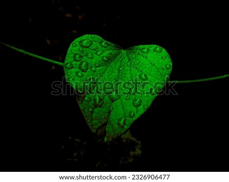 Enchanting Hydration: 3D-Water Droplet Leaf Symphony. natural leaves with water drop, Heart shaped natural leaves. Abstract Royalty-Free Stock Photo #2326906477